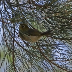 Zosterops lateralis at Tuggeranong DC, ACT - 7 Feb 2019 11:56 AM