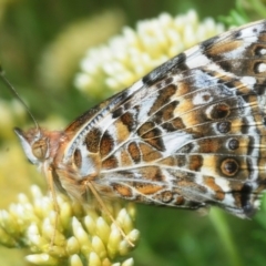 Vanessa kershawi (Australian Painted Lady) at Kosciuszko National Park, NSW - 6 Feb 2019 by Harrisi