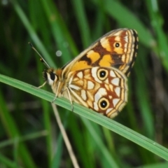 Oreixenica lathoniella (Silver Xenica) at Kosciuszko National Park - 5 Feb 2019 by Harrisi