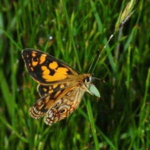 Oreixenica lathoniella at Kosciuszko National Park, NSW - 6 Feb 2019