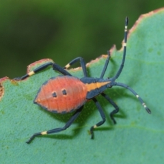 Amorbus (genus) (Eucalyptus Tip bug) at Kosciuszko National Park, NSW - 6 Feb 2019 by Harrisi