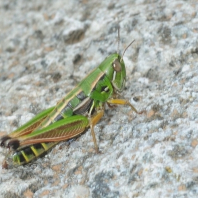 Kosciuscola cognatus (A grasshopper) at Kosciuszko National Park, NSW - 6 Feb 2019 by Harrisi