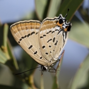 Jalmenus ictinus at Michelago, NSW - 12 Jan 2019 09:03 AM