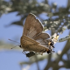 Jalmenus ictinus at Michelago, NSW - 12 Jan 2019