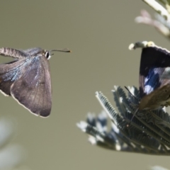 Jalmenus ictinus at Michelago, NSW - 12 Jan 2019