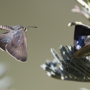 Jalmenus ictinus at Michelago, NSW - 12 Jan 2019 09:03 AM