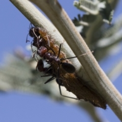 Jalmenus ictinus at Michelago, NSW - 12 Jan 2019 09:03 AM