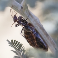 Jalmenus ictinus at Michelago, NSW - 12 Jan 2019 09:03 AM