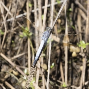 Orthetrum caledonicum at Michelago, NSW - 12 Jan 2019 09:15 AM