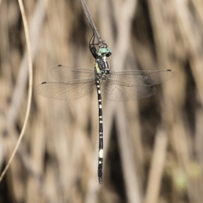 Parasynthemis regina (Royal Tigertail) at Illilanga & Baroona - 11 Jan 2019 by Illilanga