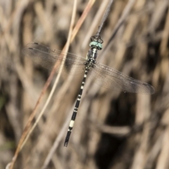 Parasynthemis regina at Michelago, NSW - 12 Jan 2019