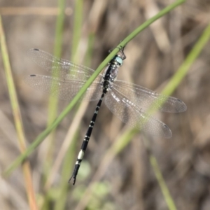 Parasynthemis regina at Michelago, NSW - 12 Jan 2019 09:30 AM