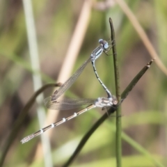 Austrolestes leda (Wandering Ringtail) at Illilanga & Baroona - 11 Jan 2019 by Illilanga