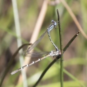 Austrolestes leda at Michelago, NSW - 12 Jan 2019