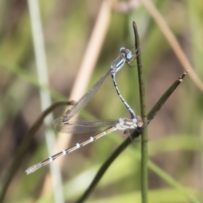 Austrolestes leda (Wandering Ringtail) at Michelago, NSW - 12 Jan 2019 by Illilanga