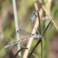 Austrolestes leda at Michelago, NSW - 12 Jan 2019