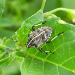 Oncocoris geniculatus (A shield bug) at Kambah, ACT - 7 Feb 2019 by MatthewFrawley