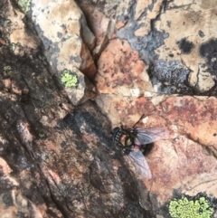 Rutilia (Chrysorutilia) sp. (genus & subgenus) (A Bristle Fly) at Brindabella National Park - 7 Feb 2019 by gregbaines