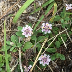 Phyla canescens at Chapman, ACT - 8 Feb 2019 09:34 AM