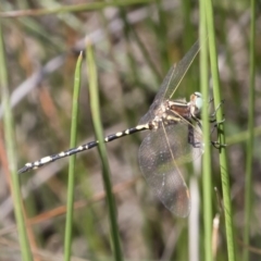 Synthemis eustalacta (Swamp Tigertail) at Michelago, NSW - 11 Jan 2019 by Illilanga