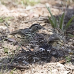 Pyrrholaemus sagittatus (Speckled Warbler) at Michelago, NSW - 12 Jan 2019 by Illilanga