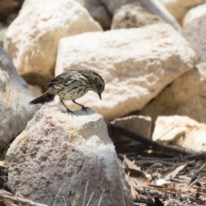 Pyrrholaemus sagittatus at Michelago, NSW - 12 Jan 2019