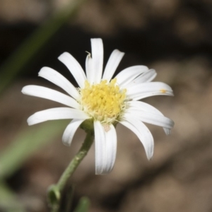 Brachyscome aculeata at Illilanga & Baroona - 12 Jan 2019