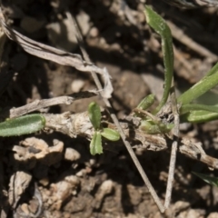 Brachyscome aculeata at Illilanga & Baroona - 12 Jan 2019