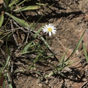 Brachyscome aculeata at Illilanga & Baroona - 12 Jan 2019