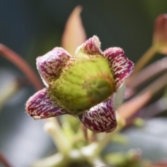 Brachychiton populneus subsp. populneus (Kurrajong) at Illilanga & Baroona - 12 Jan 2019 by Illilanga