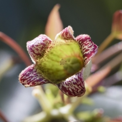 Brachychiton populneus subsp. populneus (Kurrajong) at Michelago, NSW - 12 Jan 2019 by Illilanga