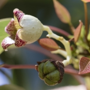 Brachychiton populneus subsp. populneus at Michelago, NSW - 12 Jan 2019