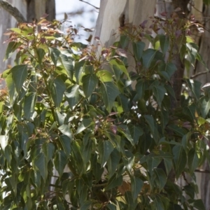 Brachychiton populneus subsp. populneus at Michelago, NSW - 12 Jan 2019