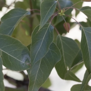 Brachychiton populneus subsp. populneus at Michelago, NSW - 12 Jan 2019 11:50 AM