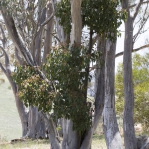 Brachychiton populneus subsp. populneus at Michelago, NSW - 12 Jan 2019