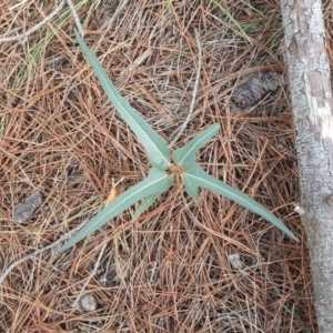 Brachychiton populneus subsp. populneus at Isaacs, ACT - 8 Feb 2019