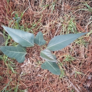 Brachychiton populneus subsp. populneus at Isaacs, ACT - 8 Feb 2019