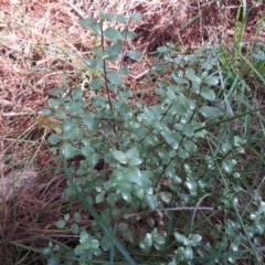 Pittosporum tenuifolium (Kohuhu) at Isaacs, ACT - 7 Feb 2019 by Mike