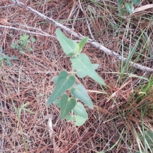 Oxypetalum coeruleum at Isaacs, ACT - 8 Feb 2019 09:46 AM