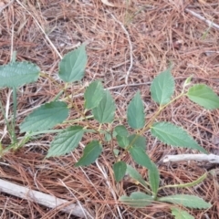 Celtis australis (Nettle Tree) at Isaacs, ACT - 7 Feb 2019 by Mike