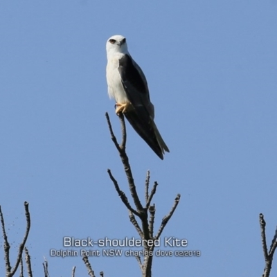 Elanus axillaris (Black-shouldered Kite) at Dolphin Point, NSW - 4 Feb 2019 by CharlesDove
