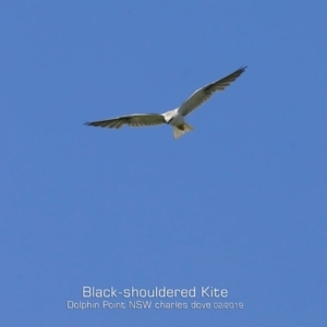 Elanus axillaris at Dolphin Point, NSW - 4 Feb 2019 12:00 AM