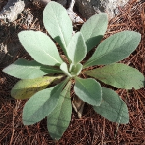 Verbascum thapsus subsp. thapsus at Isaacs, ACT - 8 Feb 2019 09:47 AM