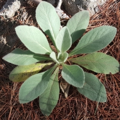 Verbascum thapsus subsp. thapsus (Great Mullein, Aaron's Rod) at Isaacs, ACT - 8 Feb 2019 by Mike