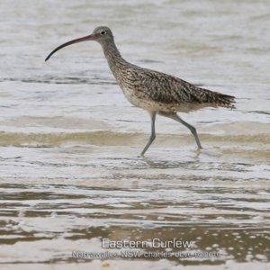 Numenius madagascariensis at Narrawallee, NSW - 5 Feb 2019