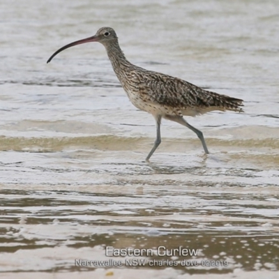 Numenius madagascariensis (Eastern Curlew) at Narrawallee, NSW - 5 Feb 2019 by CharlesDove