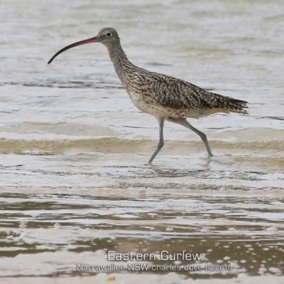 Numenius madagascariensis (Eastern Curlew) at Narrawallee, NSW - 5 Feb 2019 by CharlesDove