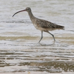 Numenius madagascariensis (Eastern Curlew) at Narrawallee, NSW - 4 Feb 2019 by Charles Dove