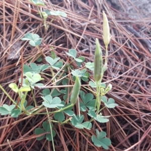 Oxalis exilis at Isaacs, ACT - 8 Feb 2019