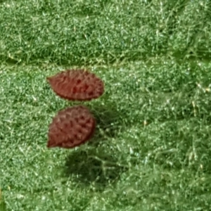 Oxalis exilis at Isaacs, ACT - 8 Feb 2019 09:50 AM